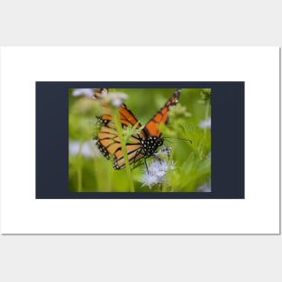 Butterfly Whisperer Posters and Art